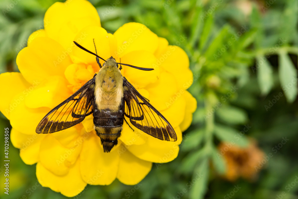 Fototapeta premium Snowberry Clearwing Moth (Hemaris diffinis)