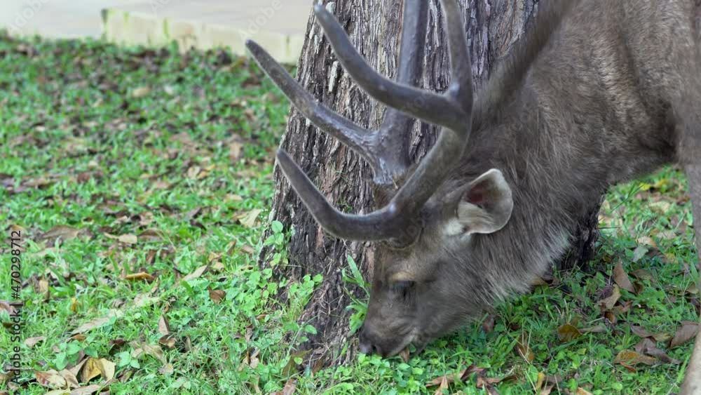 deer is a wild animal It seeks for plants without fear of people in the middle of the Khao Yai forest. It is the adjustment of living conditions to avoid danger from the beast.,Thailand 2021-11-10