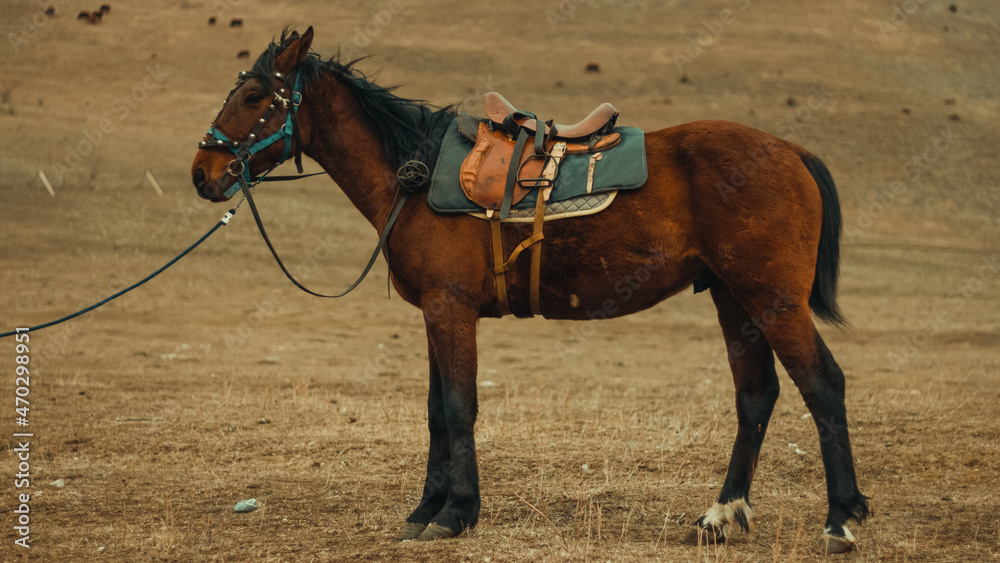 Obraz premium horse in the field