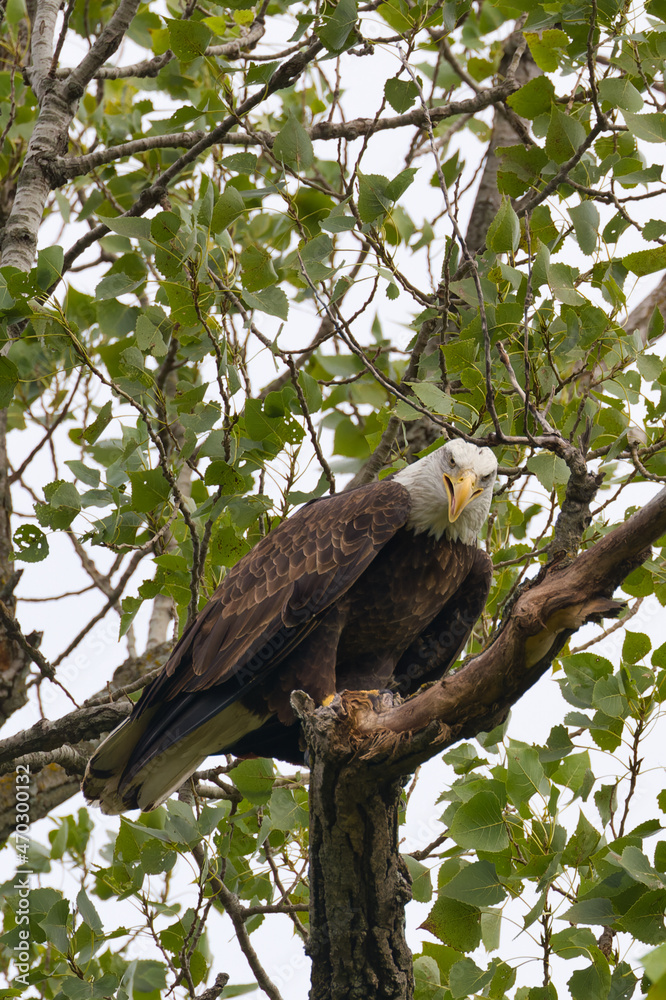 Bald eagle at White Rock Lake, Dallas, Texas. Bald eagle at White Rock Lake, Dallas, Texas.