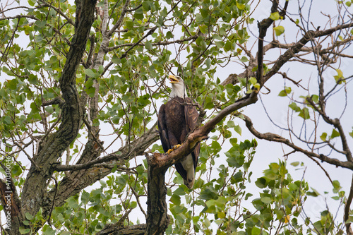 Bald eagle at White Rock Lake, Dallas, Texas.