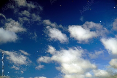 Blue sky. Height. White clouds. Seagulls soaring high. Horizontal shot. White wings