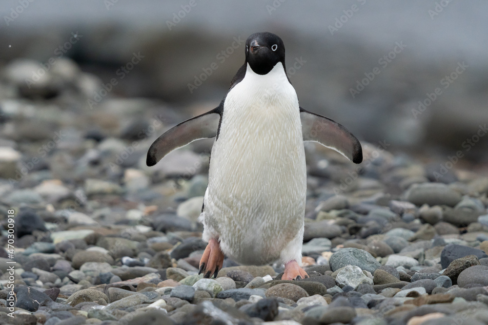 Naklejka premium Adélie penguin in Antarctica