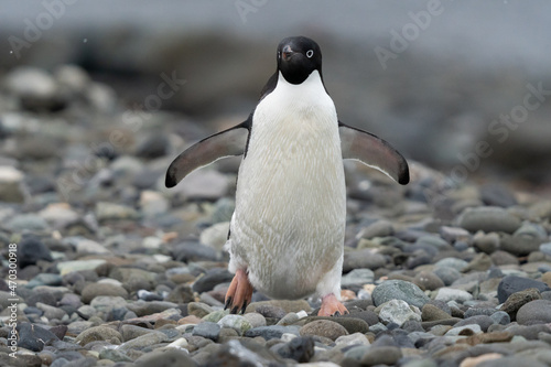 Ad  lie penguin in Antarctica