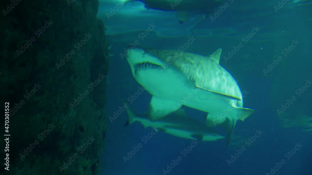 Sand tiger shark swims underwater. Bottom view. Carcharias taurus, large predatory toothy fish moves, looking out for prey. Life of ocean inhabitant. Danger undersea animal Sand tiger shark swims underwater. Bottom view. Carcharias taurus, large predatory toothy fish moves, looking out for prey. Life of ocean inhabitant. Danger undersea animal