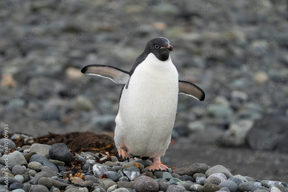 Fototapeta premium Adélie penguin in Antarctica