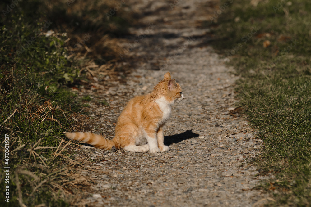 Lonely mongrel cat outside. Sitting on country road and looking away, profile view. There's grass all around.Homeless street striped red kitten with white breast. Lonely mongrel cat outside. Sitting on country road and looking away, profile view. There's grass all around.Homeless street striped red kitten with white breast.