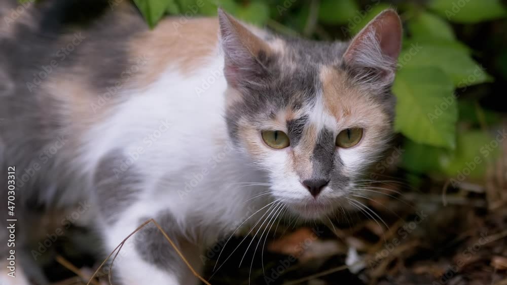 Homeless Tricolor Wild Cat Walking in Nature in Green Foliage. Skinny street animal with green eyes stands on dry grass in the forest. Pet looking at the camera in the rays of sun. Zoom. Close up. Homeless Tricolor Wild Cat Walking in Nature in Green Foliage. Skinny street animal with green eyes stands on dry grass in the forest. Pet looking at the camera in the rays of sun. Zoom. Close up.