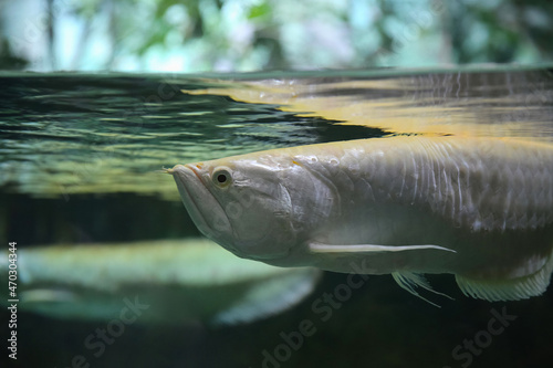Platinum Snow White Silver arowana (Osteoglossum bicirrhosum) most expensive fish in the world. Fish in the aquarium. Fish underwater. 
