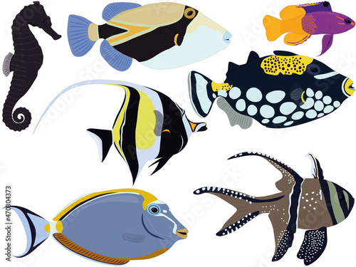 Aquarium tropical fish types seahorse, moorish idol, gramma collection vector illustration photo