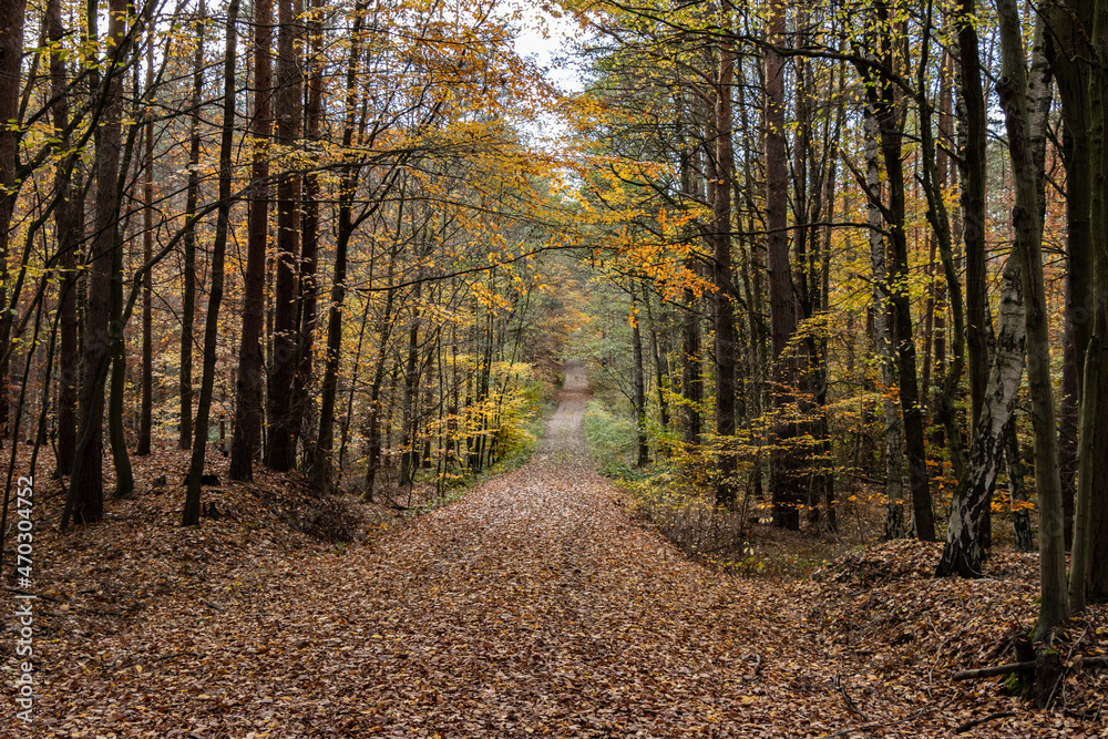 Obraz premium Im Wald, der Natur, zur Freude am Farben, Pflanzen, Bäumen und Jahreszeiten. In the forest, in nature, to enjoy colors, plants, trees and the seasons