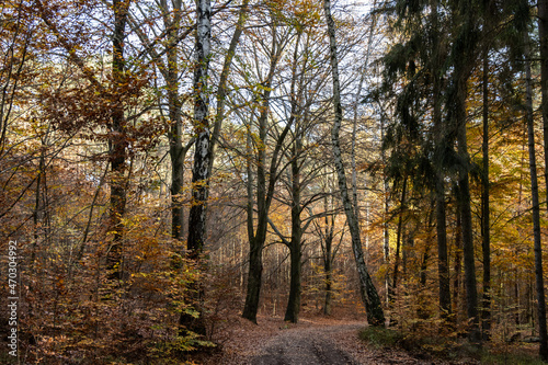 Im Wald  der Natur  zur Freude am Farben  Pflanzen  B  umen und Jahreszeiten. In the forest  in nature  to enjoy colors  plants  trees and the seasons