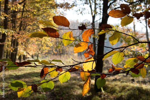 Im Wald  der Natur  zur Freude am Farben  Pflanzen  B  umen und Jahreszeiten. In the forest  in nature  to enjoy colors  plants  trees and the seasons