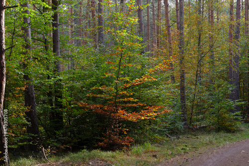 Im Wald, der Natur, zur Freude am Farben, Pflanzen, Bäumen und Jahreszeiten. In the forest, in nature, to enjoy colors, plants, trees and the seasons