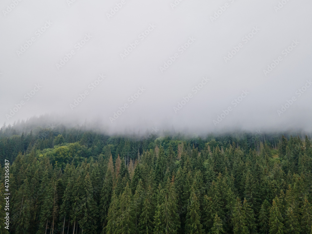 view of mountain pine tree forest mist clouds in top