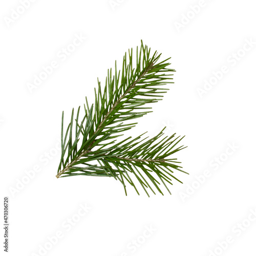 Green branch of a coniferous tree plant on a white isolated background. Isolate the branches of the Christmas tree.