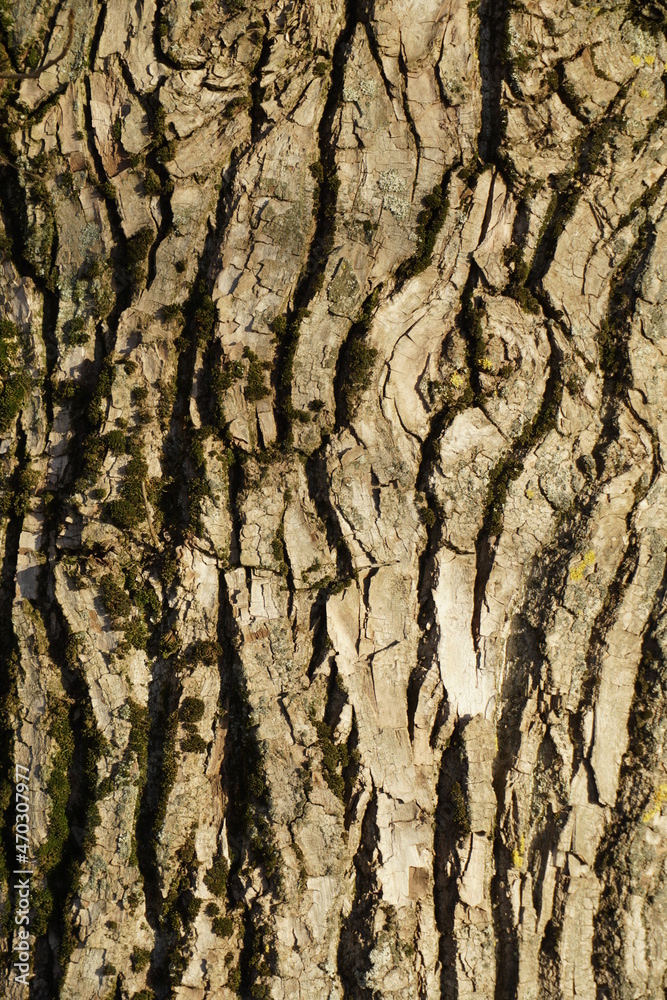 Fototapeta premium The trunk of a huge poplar. Beautiful texture of the bark of plants. Wood