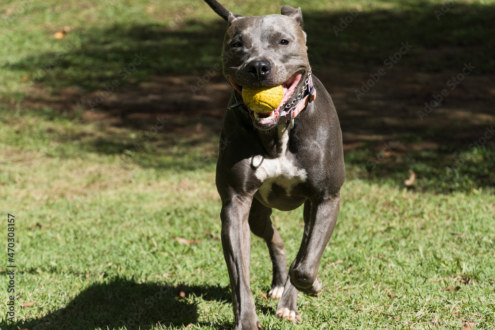 Pit bull dog playing with the ball in the garden of the house. Sunny day