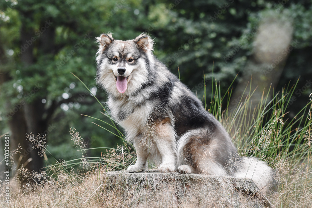 Portrait of a young Finnish Lapphund dog Portrait of a young Finnish Lapphund dog