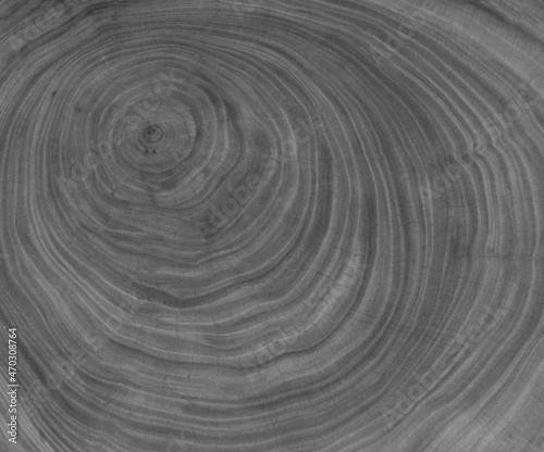 gray Cross section of tree trunk showing growth rings © serikbaib