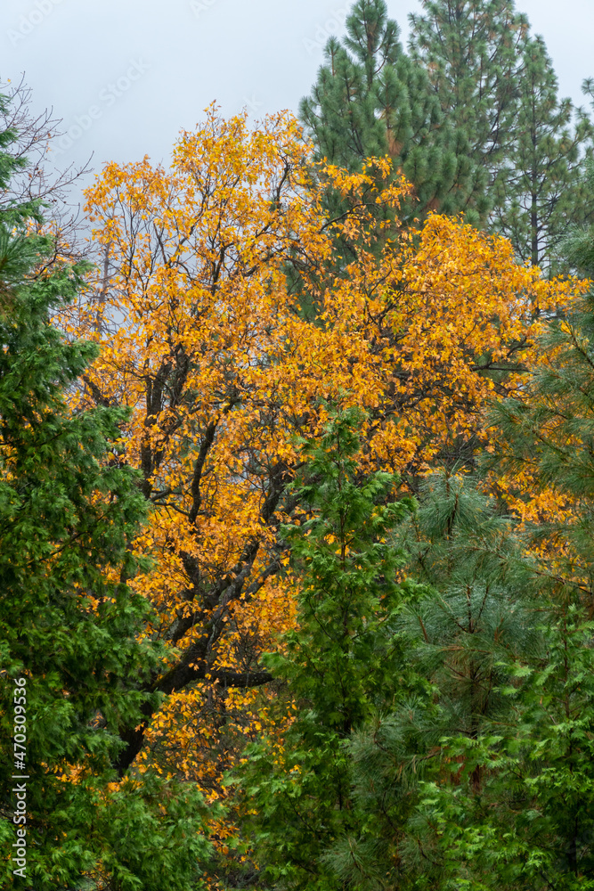 Bright Yellow Tree surrounded by Green Trees in the Yosemite National Park During Fall Season