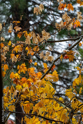 View of Coloful Fall Leafs with Cloudy Skies in the background