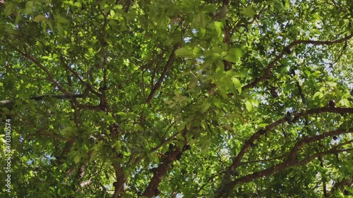 Small monkey in the branches of the jabuticaba tree with many fruits in its branches. Jaboticaba named Myrciaria cauliflora is a native tree of the Mata Atlantica of Brazil. Animal behavior