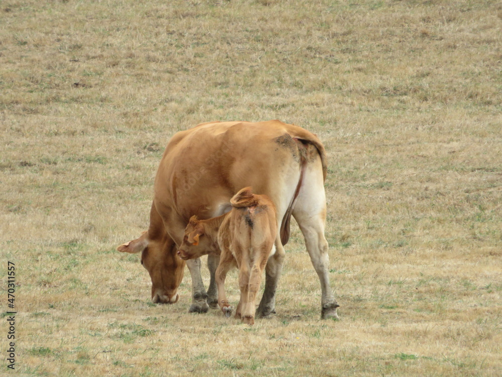 livestock cows animals mammals meat milk green meadows livestock cows animals mammals meat milk green meadows