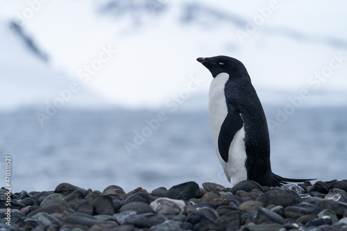 Ad  lie penguin in Antarctica