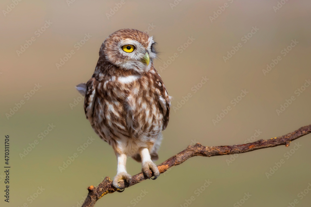 Little owl. (Athene noctua). Nature background. Little owl. (Athene noctua). Nature background.