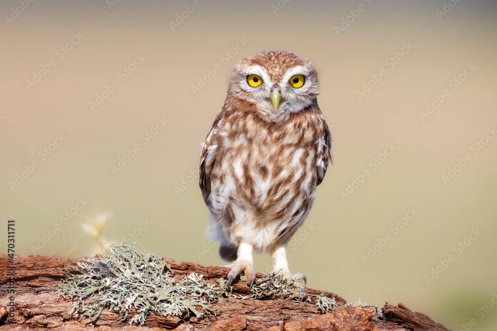 Little owl. (Athene noctua). Nature background. Little owl. (Athene noctua). Nature background.