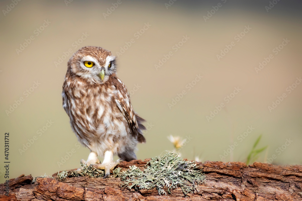 Little owl. (Athene noctua). Nature background. Little owl. (Athene noctua). Nature background.