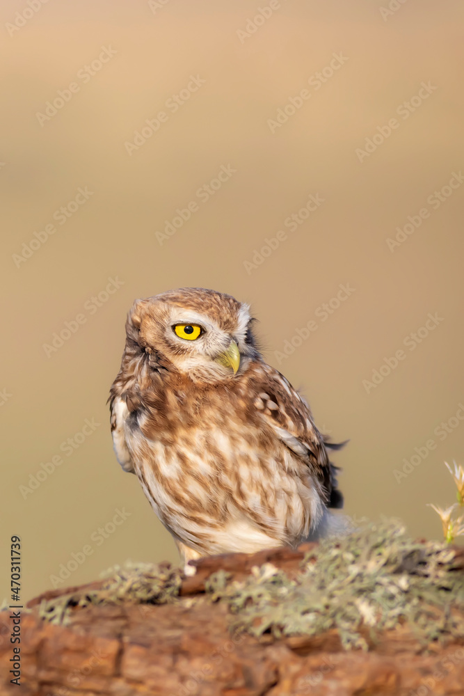 Little owl. (Athene noctua). Nature background. Little owl. (Athene noctua). Nature background.