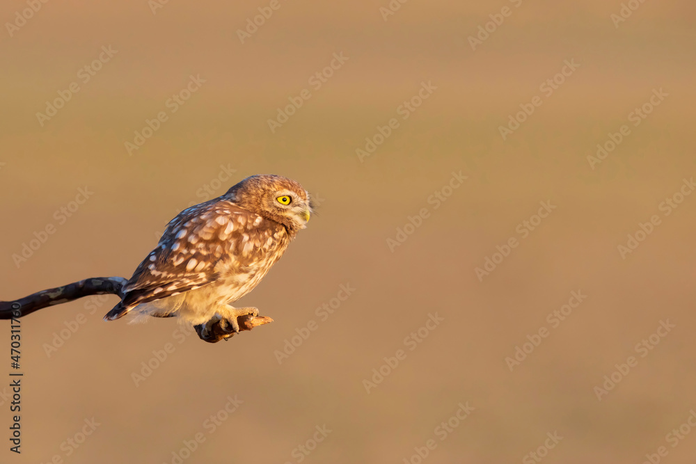Little owl. (Athene noctua). Nature background. Little owl. (Athene noctua). Nature background.