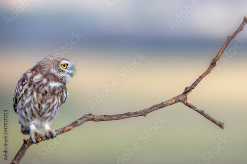 Little owl. (Athene noctua). Nature background. 