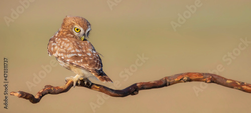 Bild auf Leinwand Little owl. (Athene noctua). Nature background.