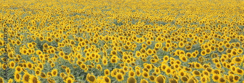 Sunflower field landscape  Sunflowers garden  Sunflower blooming  Sunflower natural background