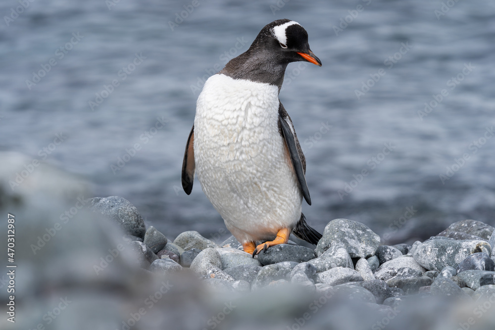 Fototapeta premium Gentoo Penguin in Antarctica
