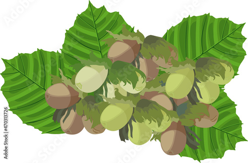 Pile of raw hazelnuts with green leaves isolated on white background