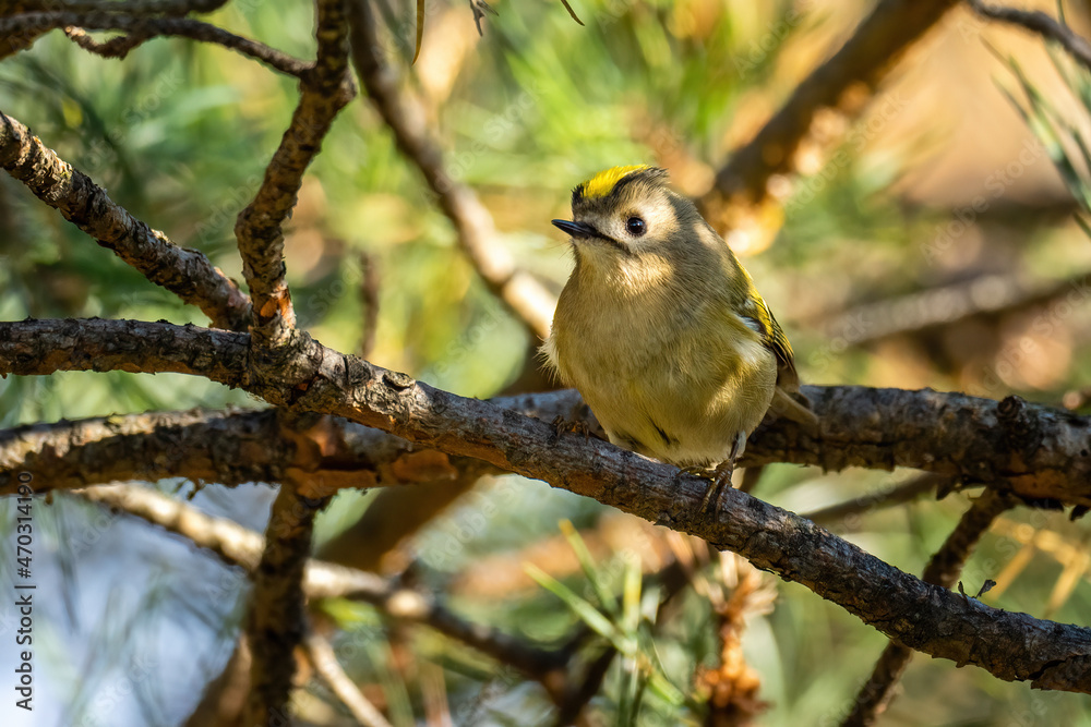 Beautiful nature scene with Goldcrest (Regulus regulus). Wildlife shot of Goldcrest (Regulus regulus) on the branch. Goldcrest (Regulus regulus) in the nature habitat. Beautiful nature scene with Goldcrest (Regulus regulus). Wildlife shot of Goldcrest (Regulus regulus) on the branch. Goldcrest (Regulus regulus) in the nature habitat.