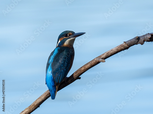 Beautiful nature scene with Common kingfisher (Alcedo atthis). Wildlife shot of Common kingfisher (Alcedo atthis) on the branch. Common kingfisher (Alcedo atthis) in the nature habitat.