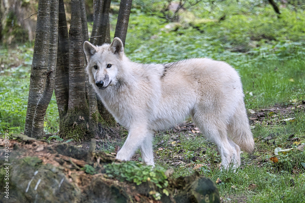 Fototapeta premium Young white wolf from the wolf park Werner Freund.