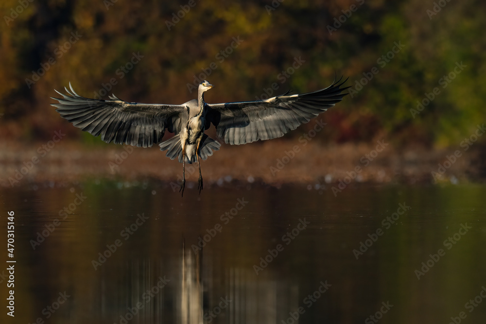 Beautiful nature scene with Grey heron (Ardea cinerea). Grey heron (Ardea cinerea) in the nature habitat. Beautiful nature scene with Grey heron (Ardea cinerea). Grey heron (Ardea cinerea) in the nature habitat.