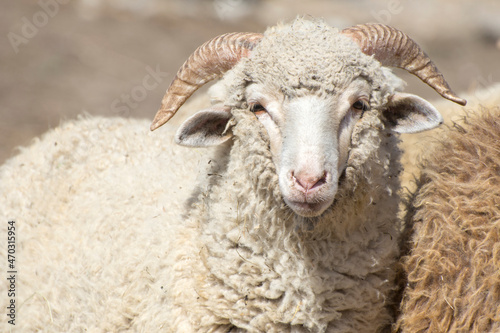 Fotografie, Tablou Portrait of a horned sheep. Merino breeding for wool.