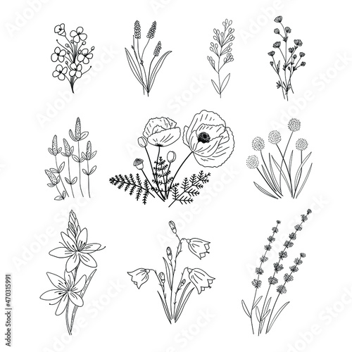 Set of wild flowers