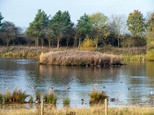 Фотография Wetland habitat at Tophill Low, East Yorkshire, England