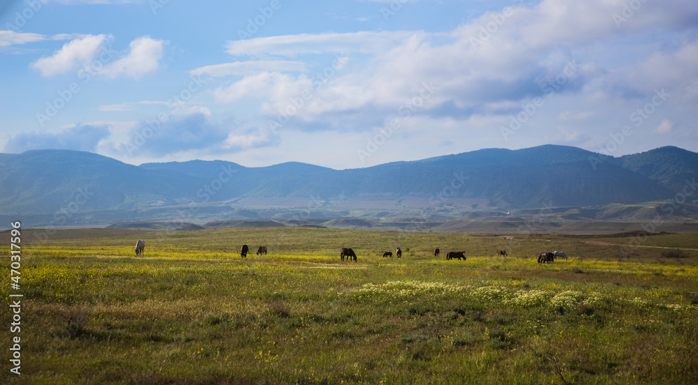 Horses graze in the valley against the backdrop of mountains