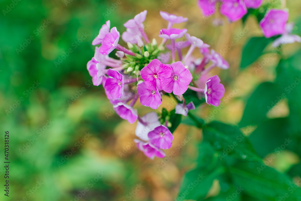 Garden phlox (Phlox paniculata), vivid summer flowers. Blooming branches of phlox in the garden on a sunny day. Soft blurred selective focus. Garden phlox (Phlox paniculata), vivid summer flowers. Blooming branches of phlox in the garden on a sunny day. Soft blurred selective focus.