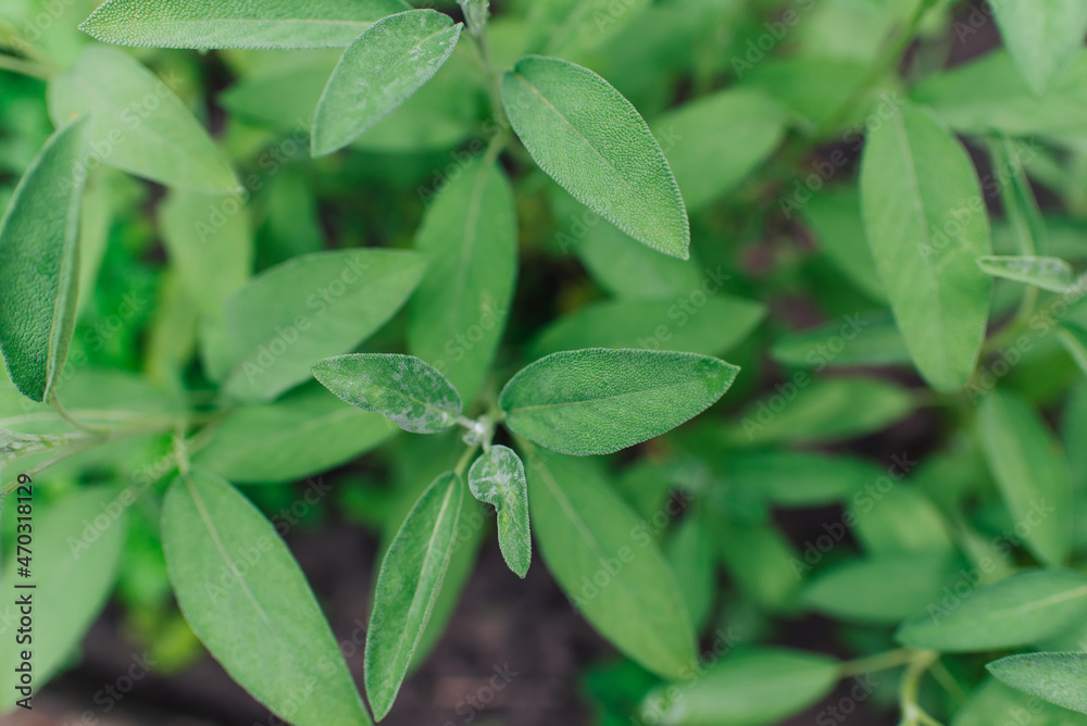 Sage is a plant in the garden. Spice. Green textured leaves of the plant.