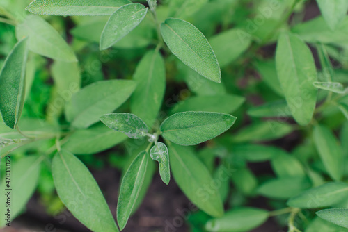 Sage is a plant in the garden. Spice. Green textured leaves of the plant.
